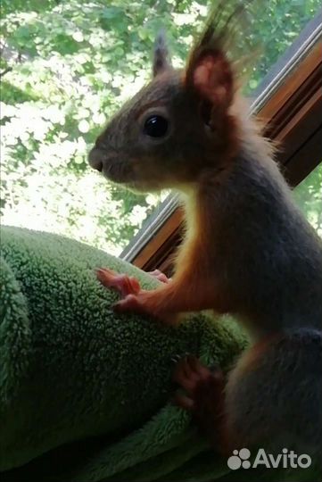 Передержка животных, выгул собак