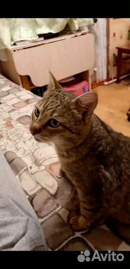 Потерялся кот