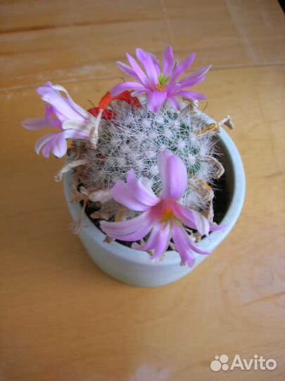 Цветущий кактус