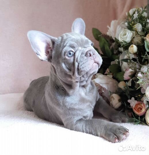 Французский бульдог щенки