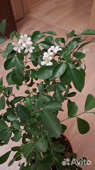 Муррайя метельчатая