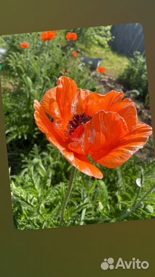 Семена Мака