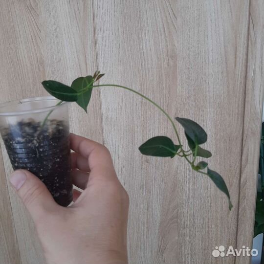 Дипладения