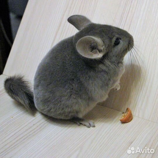 Шиншилла мальчик Фиолетовый Эбони средний