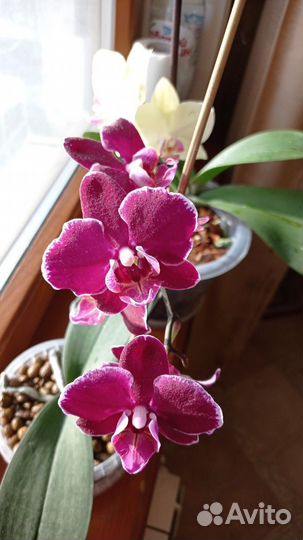 Орхидея фаленопсис Elegant Debora