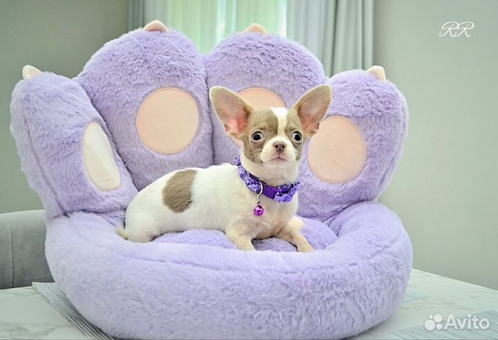 Чихуахуа Мини мальчик редкого лилового окраса