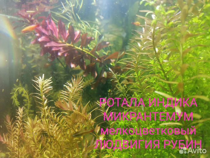 Аквариумные растения