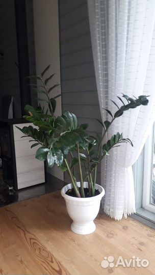Комнатные большие растения/цветы