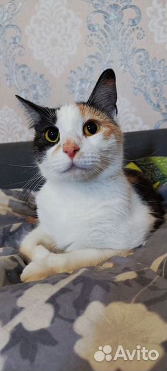 Кошка в дар бесплатно