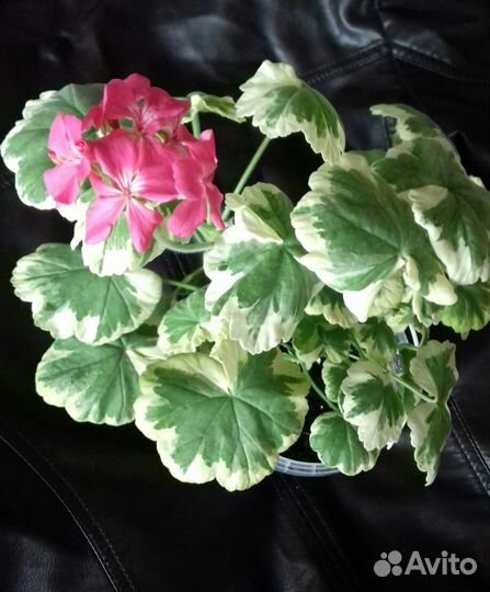 Пеларгония (герань) пестролистная
