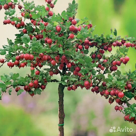 Вишня Малина Крыжовник Йошта Клубника Ежевика