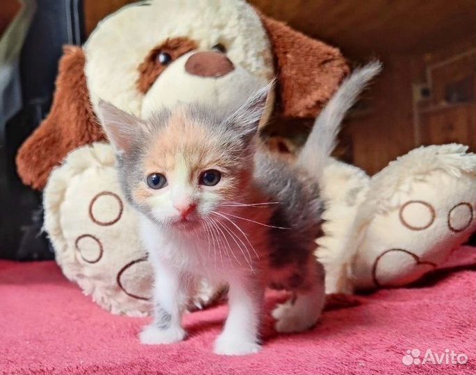 Котенок