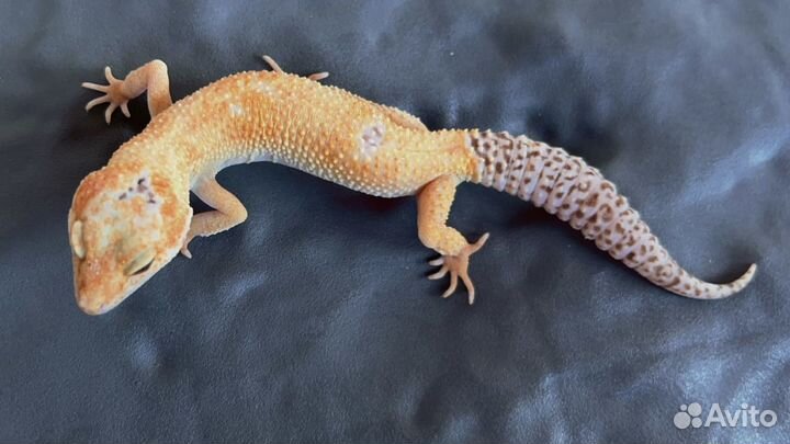 Ящерица эублефар самец и самки
