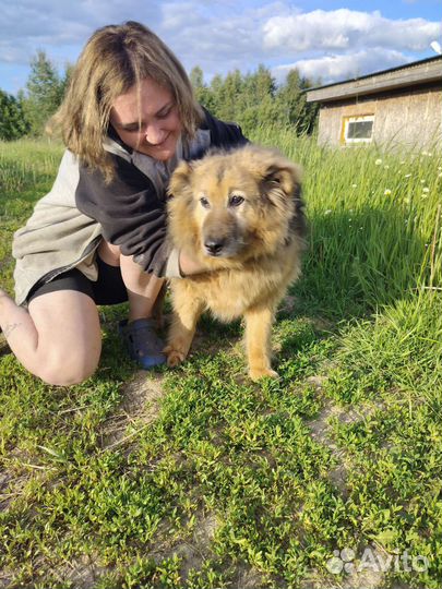 Собака в добрые руки отдам бесплатно