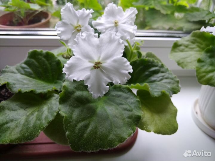 Комнатные цветы