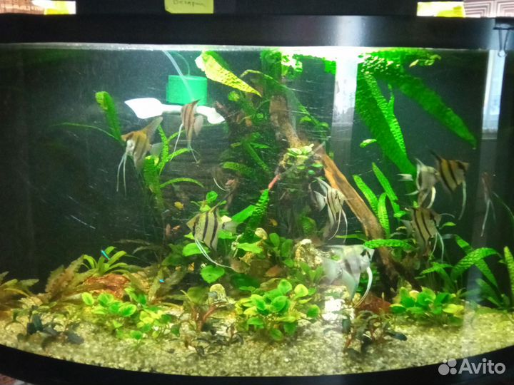 Аквариум