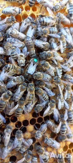 Плодные пчеломатки карника F2