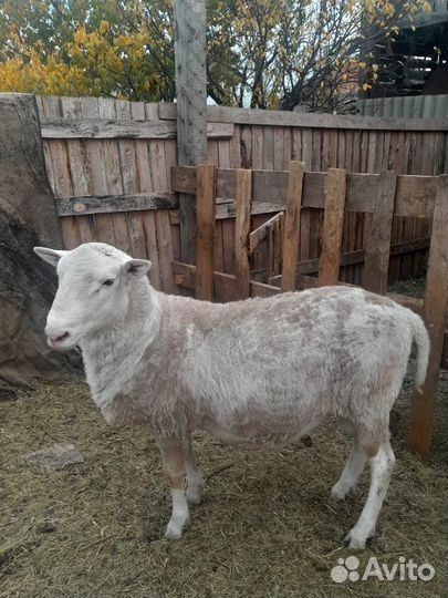 Катумский баран на племя