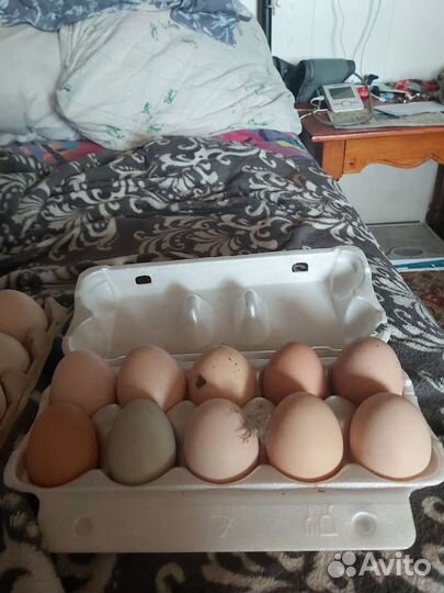 Домашние куриные яйца