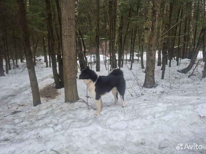 Щенок лайки русско-европейской