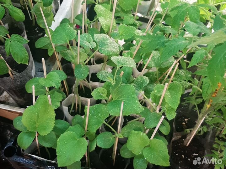 Рассада дыни