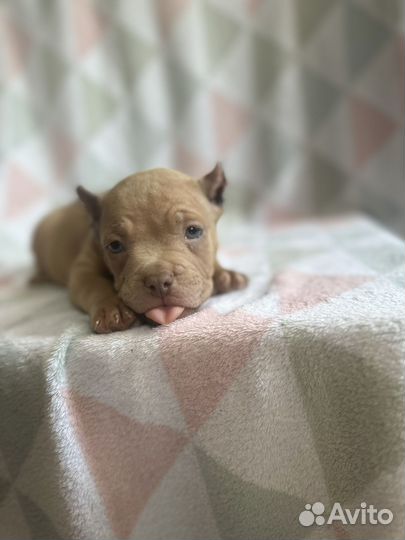 Щенки американского булли мини покет