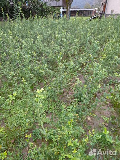 Посади цитрус сам