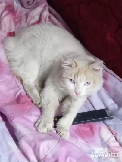 Кот ласковый живет на улице