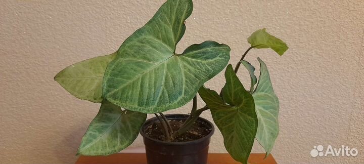 Сингониум батерфляй