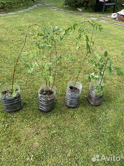 Саженцы акации белой (робиния)