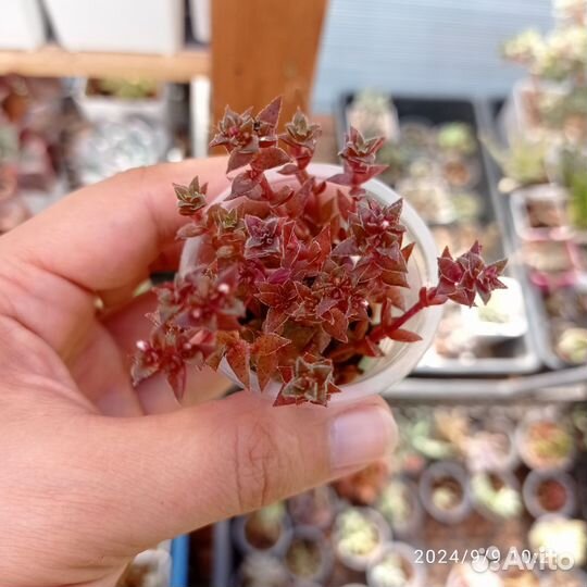 Суккуленты часть 1