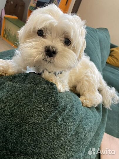 Вязка мальтезе болонка