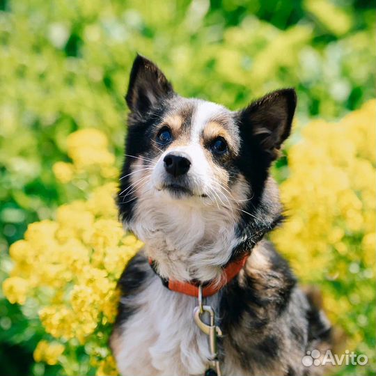 Маленькая собачка из приюта бесплатно в добрые