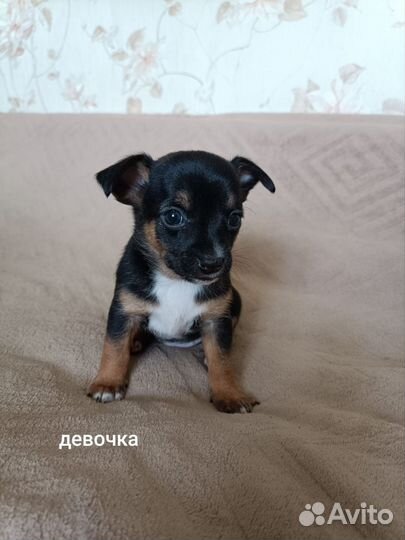 Той-терьер щенки