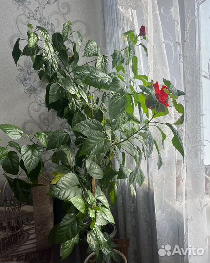 Комнатные цветы розы