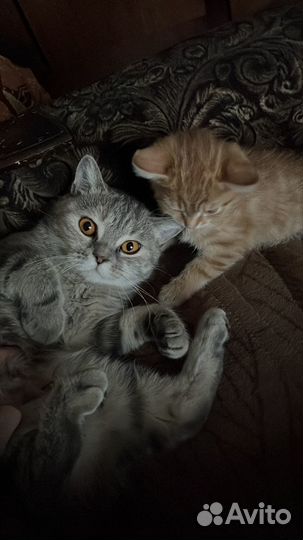 Кошка