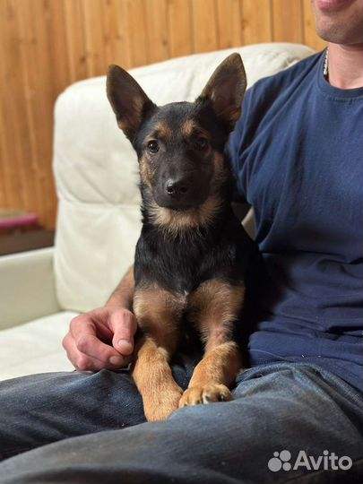 Щенок в добрые руки