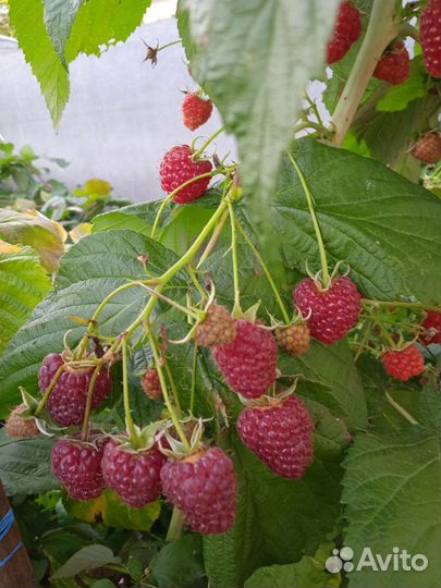 Малина ремонтантная красная и жёлтая медовая