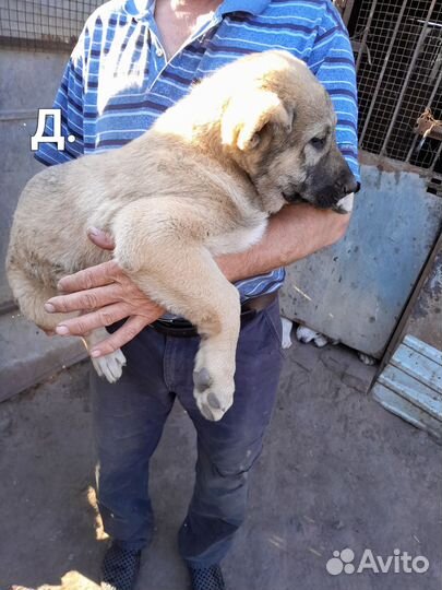 Щенки сао алабай