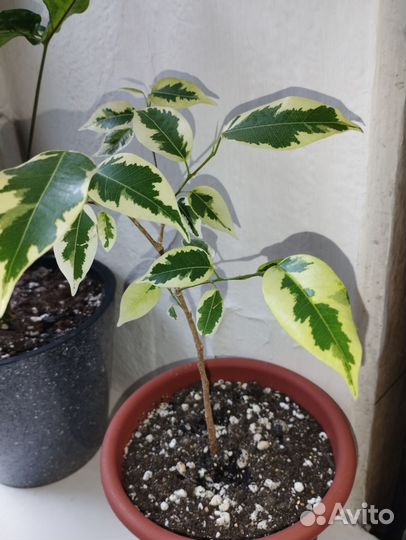 Фикус бенджамина