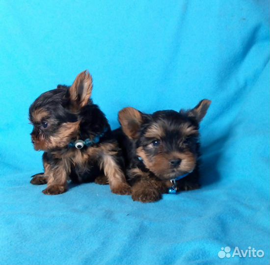 Щенки йорка, мальчики
