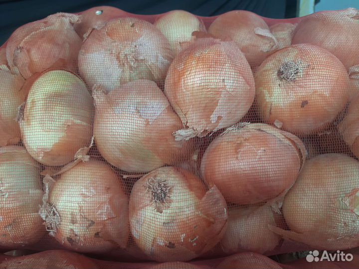 Лук репка Опт или в Розницу