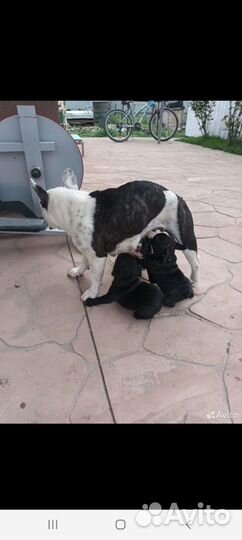 Французский бульдог