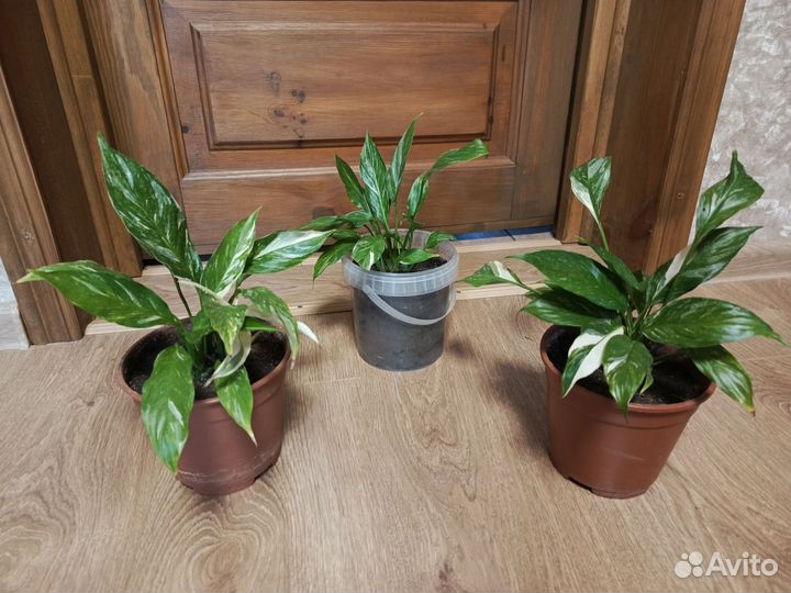 Спатифиллум