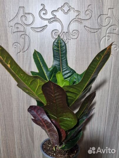 Кодиеум кротон