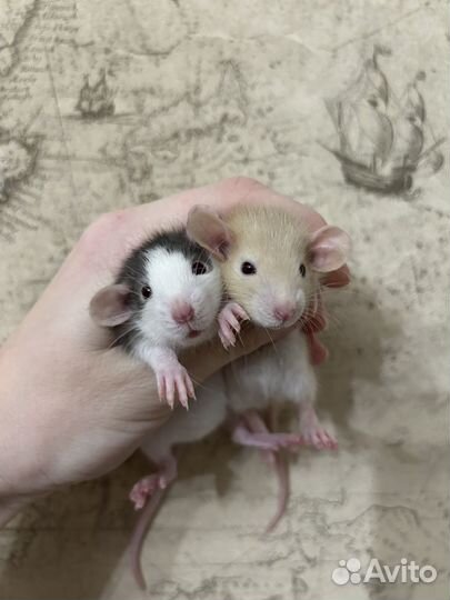 Крысята Дамбо малыши