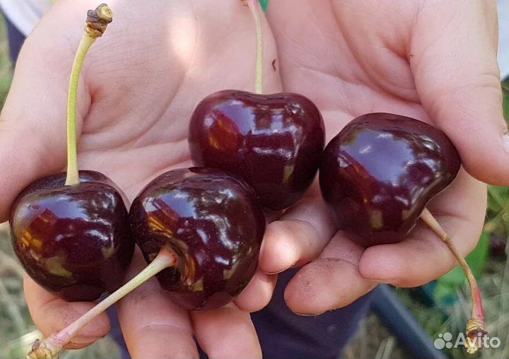 Саженцы Черешни