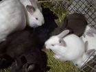 Крольчиха с крольчатами объявление продам