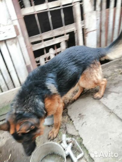 Вязка немецкая овчрка