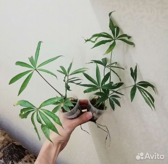 Сингониумы, антуриум, эпипремнум, рафидофора